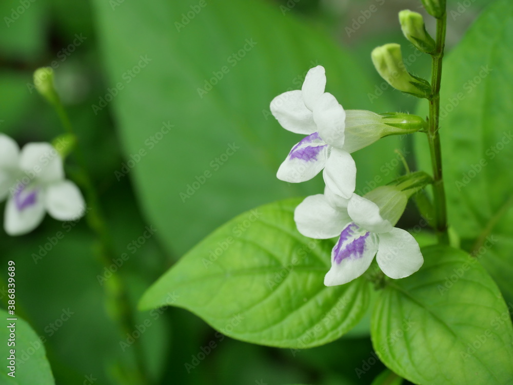 White Chinese violet or coromandel or creeping foxglove ( Asystasia gangetica ) blossom in field with natural green background White Chinese violet or coromandel or creeping foxglove ( Asystasia gangetica ) blossom in field with natural green background