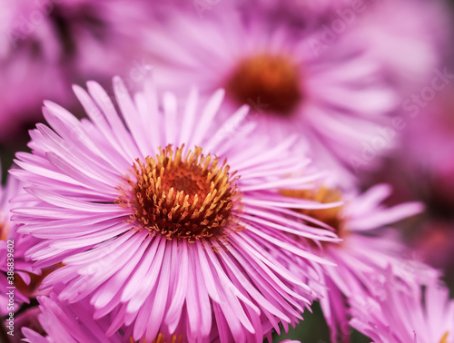 Beautiful pink flowers of autumn aster in the garden