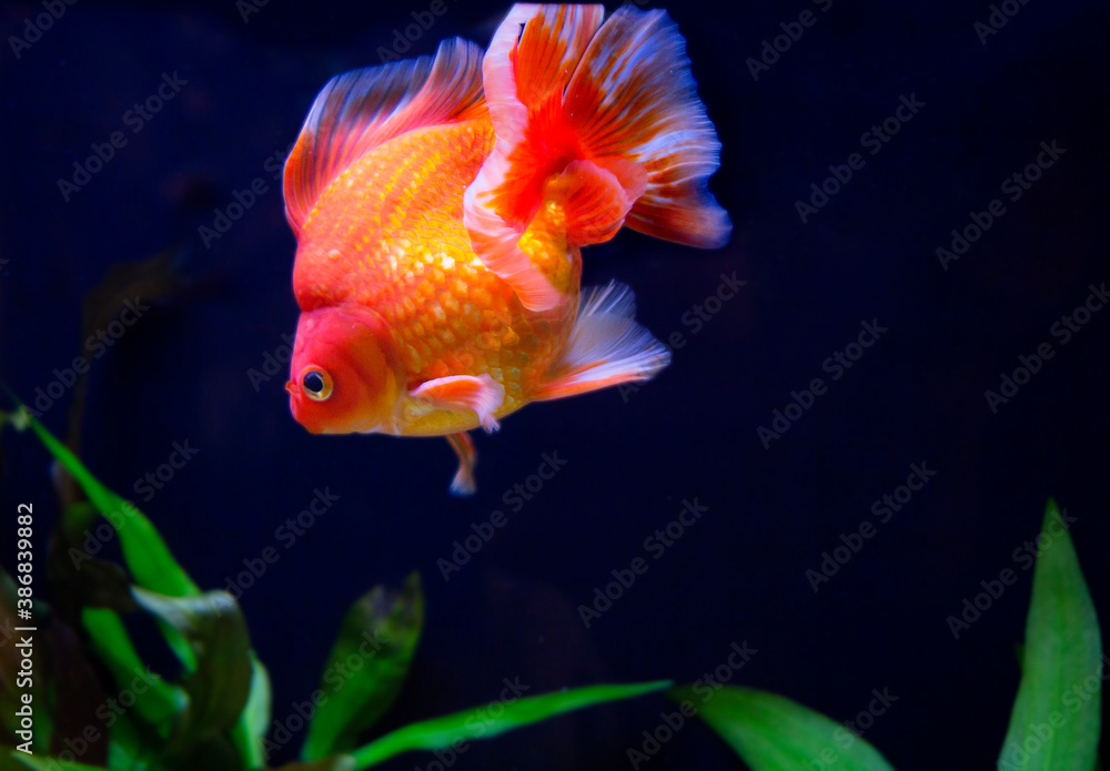 Goldfish.
This fish is characterized by a solid Golden color (from yellowish-red to pure red body shades). Goldfish.
This fish is characterized by a solid Golden color (from yellowish-red to pure red body shades).