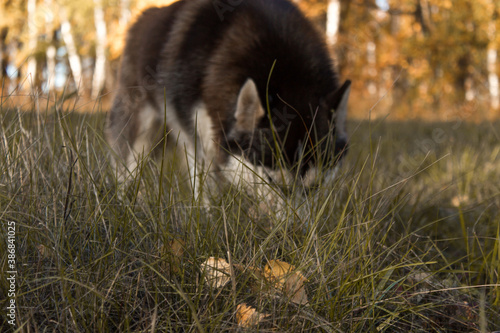Close-up Portrait of husky dog running at camera diretion on autumn field looking at camera. Focus on the grass. photo