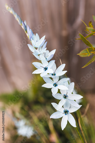 close-up of Ixia African corn lillies plant with blue flowers outdoor photo