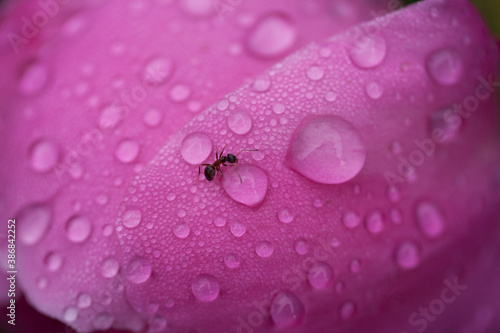 An ant among the drops on a flower petal