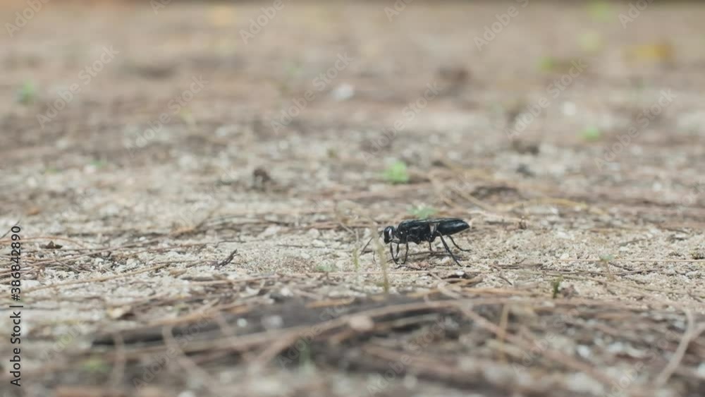 Great black wasp digging in the sand Sphex pensylvanicus Great black wasp digging in the sand Sphex pensylvanicus