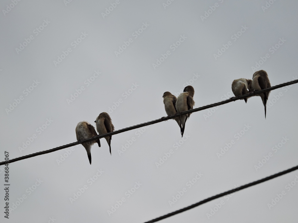 many Pairs of sparrows sitting on electric wire in a moody day many Pairs of sparrows sitting on electric wire in a moody day