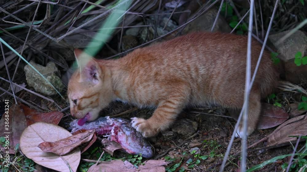 Feral Cat Eating a Fish; this young orange Feral Cat is eating the fish
