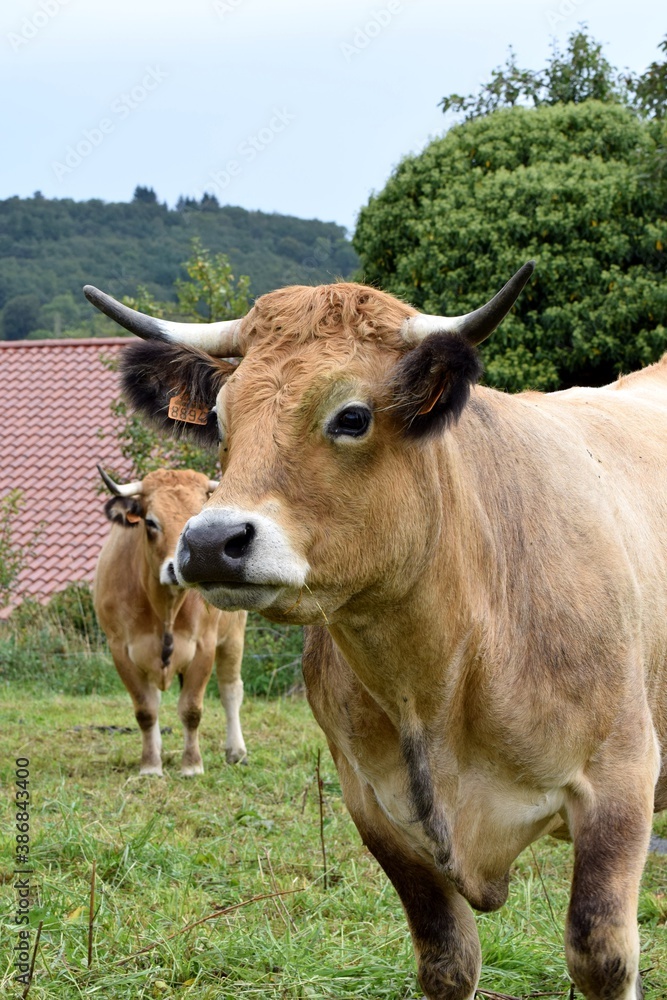 portrait of aubrac cow in pasture portrait of aubrac cow in pasture