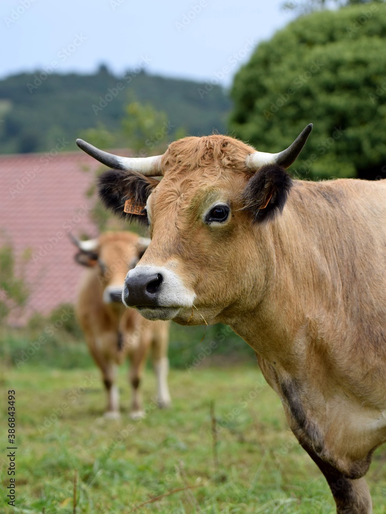 portrait of aubrac cow in pasture