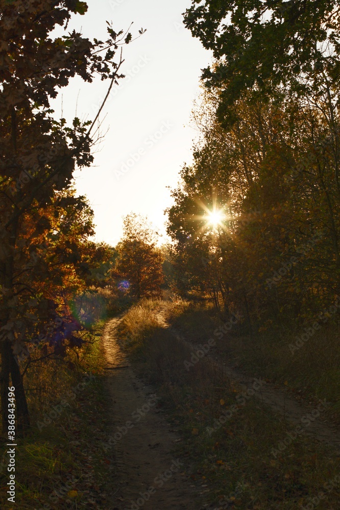 Obraz premium morning in the forest