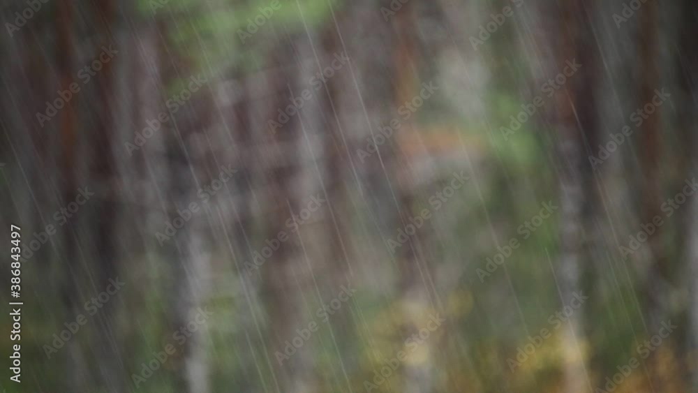 Rainy day in a Swedish pine forest Rainy day in a Swedish pine forest
