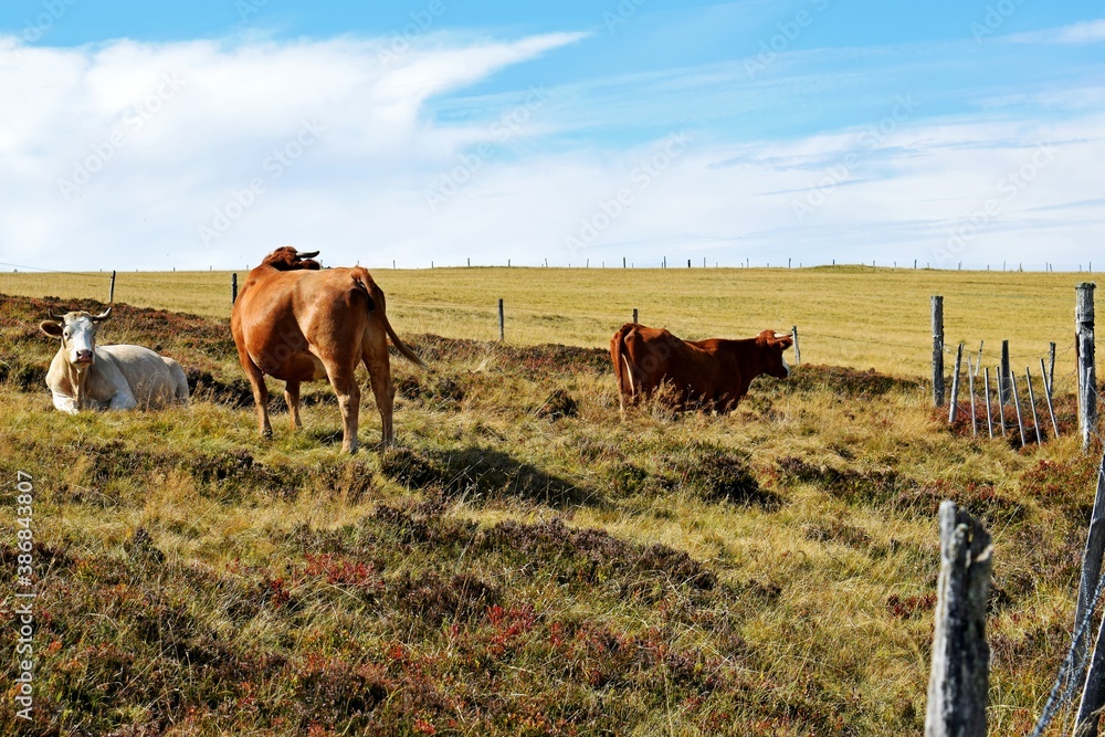 flock of cows in mountain pasture flock of cows in mountain pasture