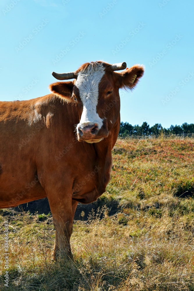 portrait of cow in mountain pasture