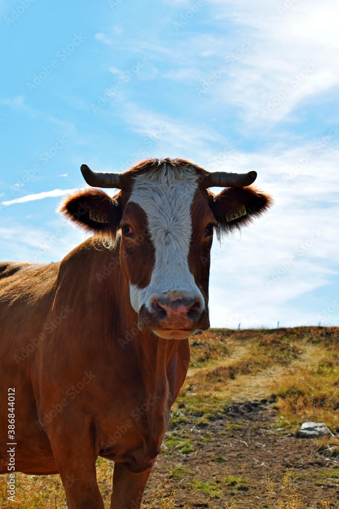portrait of cow in mountain pasture