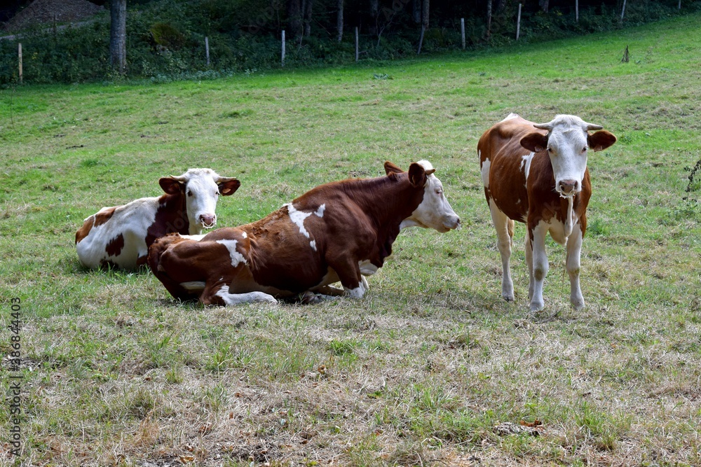 group of montbeliard cow in pasture