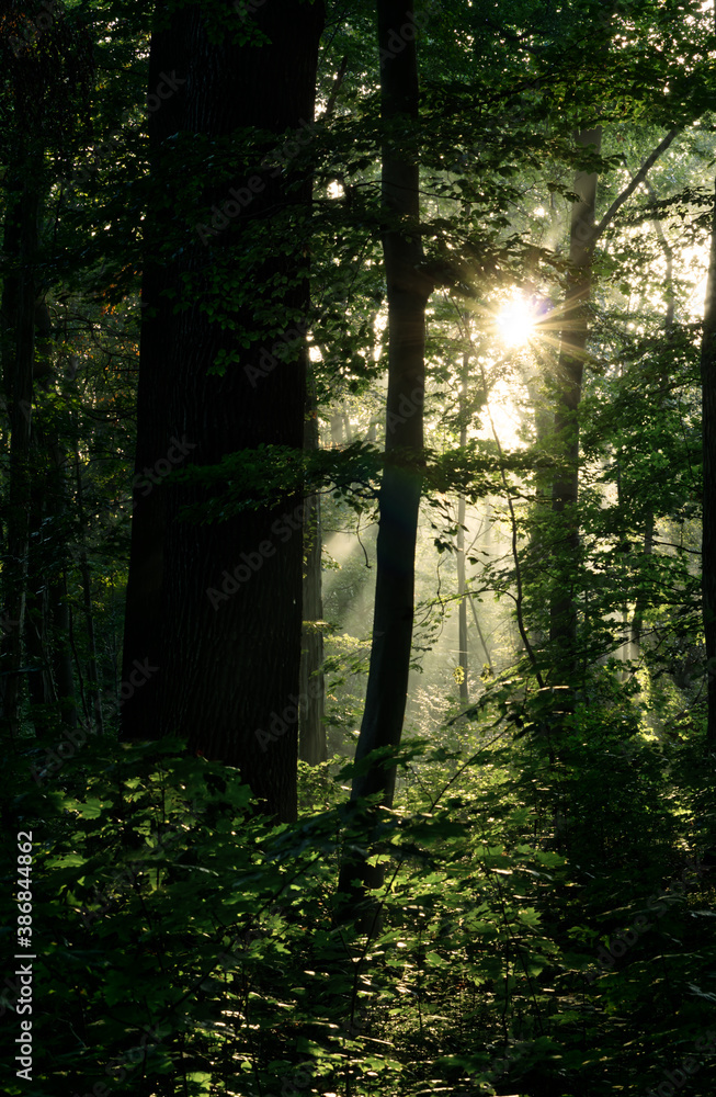 Obraz premium Waldmorgen