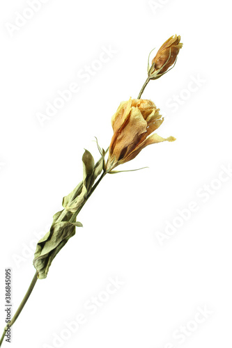 yellow dried flower isolated on white background