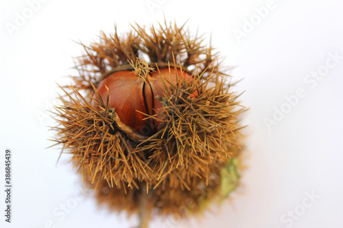 chestnuts in burrs on white background