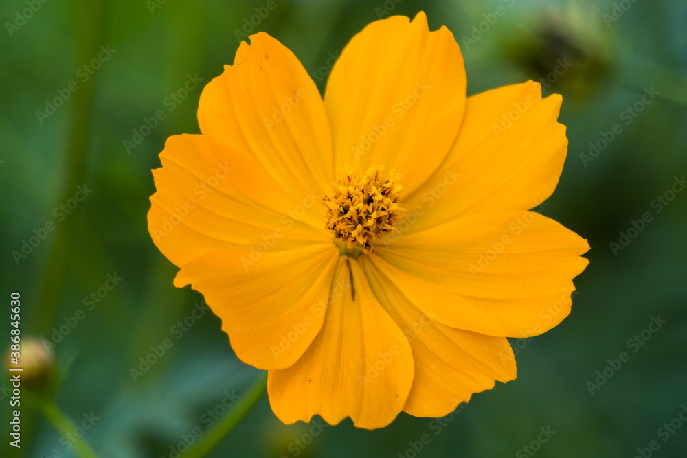 orange blossom flower in the garden. Close-up of cosmos on blurry background clearly shows petal and pollen of the flower. orange blossom flower in the garden. Close-up of cosmos on blurry background clearly shows petal and pollen of the flower.