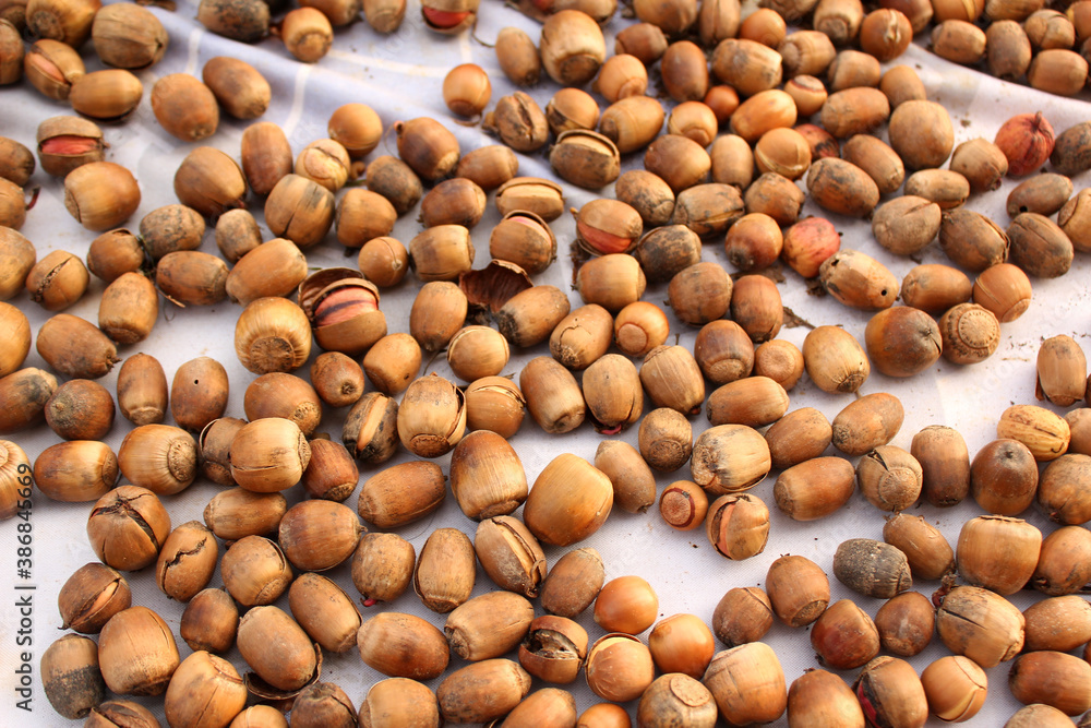 A lot of dried acorn. Autumn background A lot of dried acorn. Autumn background