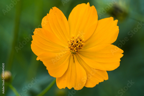 orange blossom flower in the garden. Close-up of cosmos on blurry background clearly shows petal and pollen of the flower.