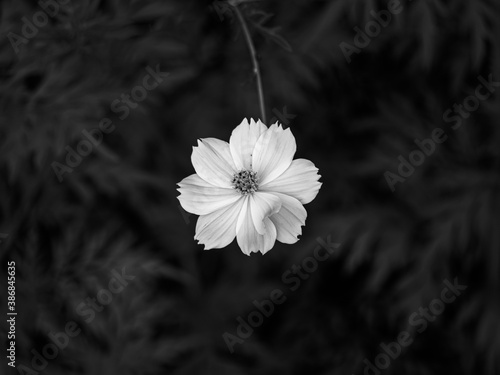 An isolated flower on the blurry leaves. A cosmos in the center of the black and white scene.