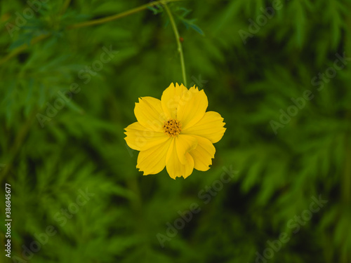 An isolated yellow flower on the blurry green leaves. A yellow cosmos in the center of the frame of green background.
