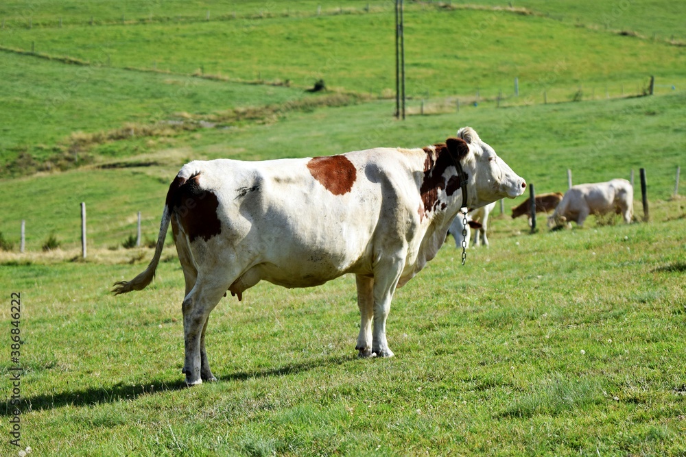 portrait of montbeliarde cow in pasture portrait of montbeliarde cow in pasture