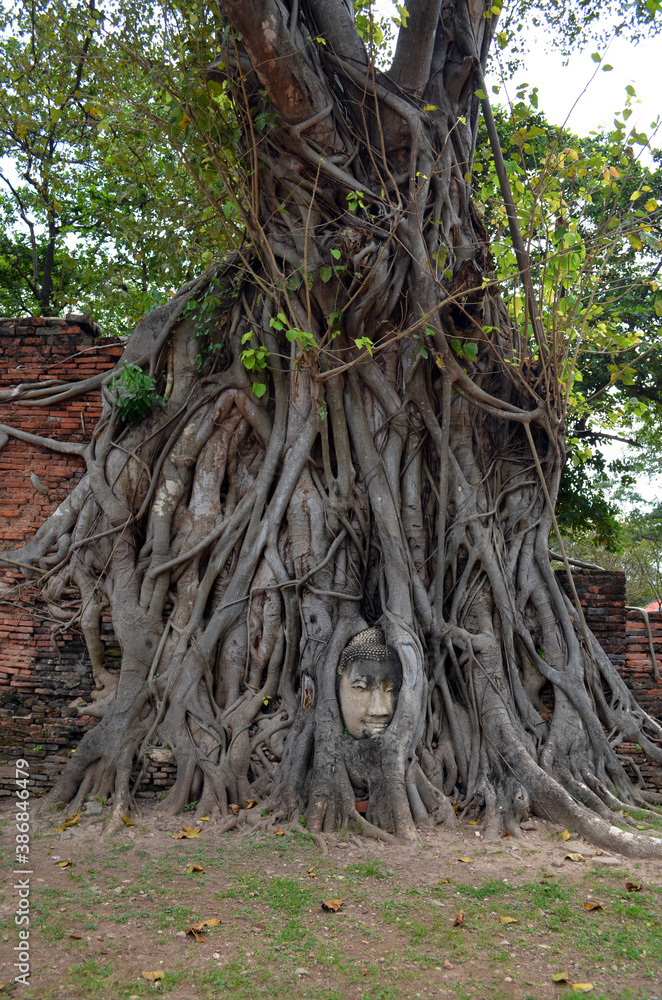 Ayutthaya, Thailand - Wat Mahathat Tree Buddha Ayutthaya, Thailand - Wat Mahathat Tree Buddha