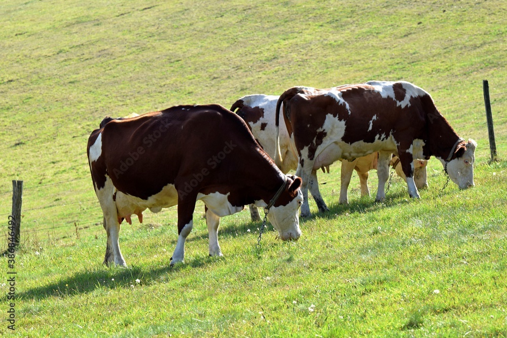 portrait of montbeliarde cow in pasture portrait of montbeliarde cow in pasture