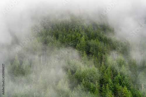 Autumn Colors and Fog in The Forest © Wasim