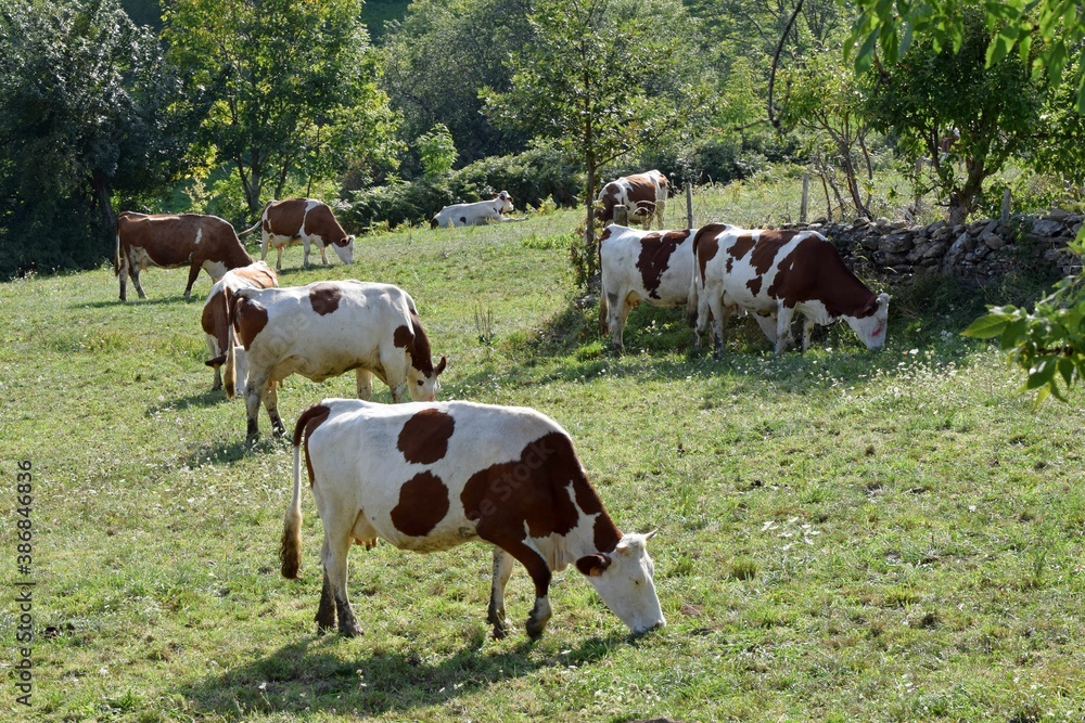 flock of montbelierd cows in pasture flock of montbelierd cows in pasture