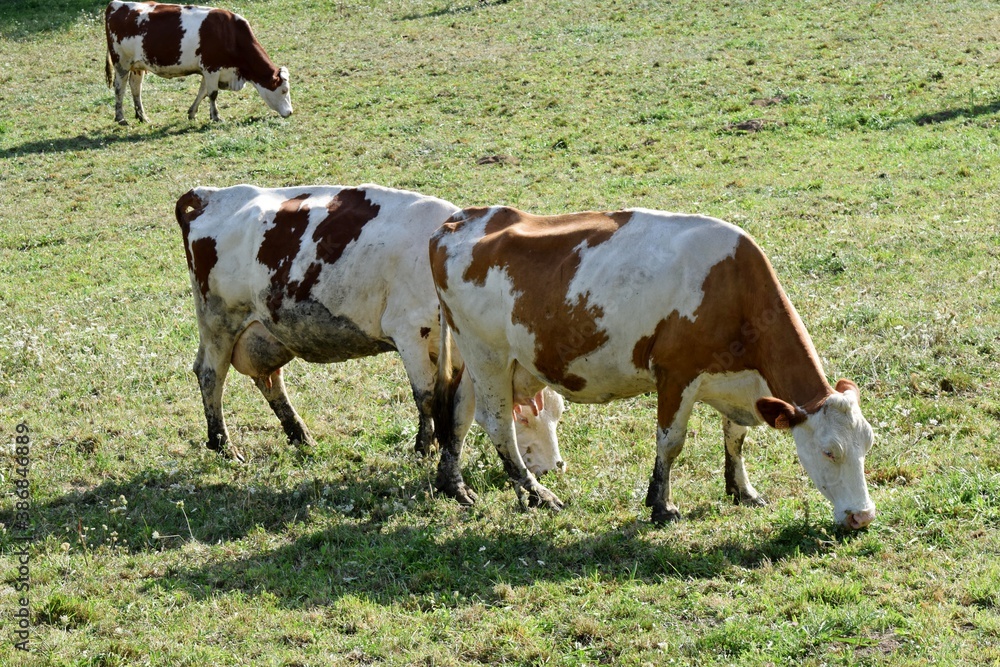 flock of montbelierd cows in pasture