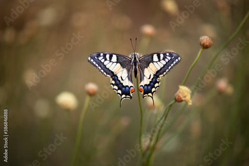 Wonderful butterfly Papilio machaon on the flower spread its wings on a summer day