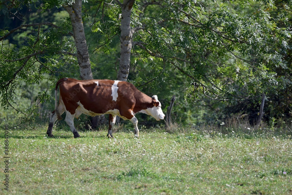 portrait of montbeliarde cow in pasture