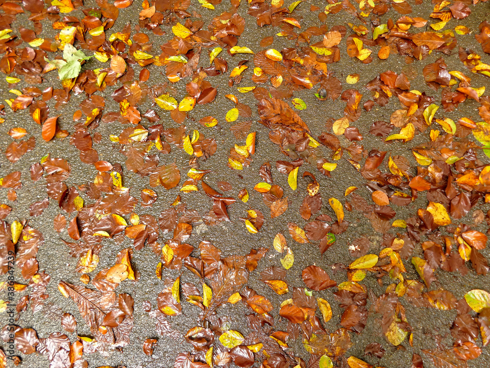 autumnal colored leaves on a wet street