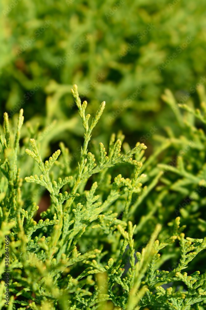 Tiny Tim Arborvitae Tiny Tim Arborvitae