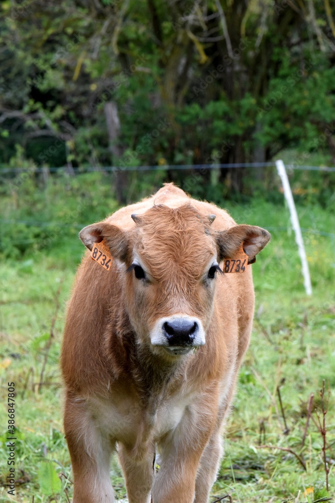 portrait of aubrac veal in pasture portrait of aubrac veal in pasture