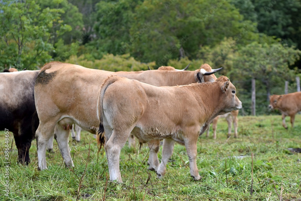 group of aubrac cows in pasture