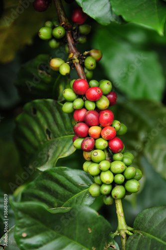Coffee beans ripening, fresh coffee,red berry branch, industry agriculture on tree in North of thailand. Vertical