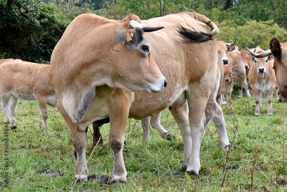 portrait of aubrac cow in pasture portrait of aubrac cow in pasture