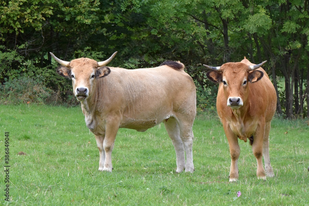 group of aubrac cows in pasture