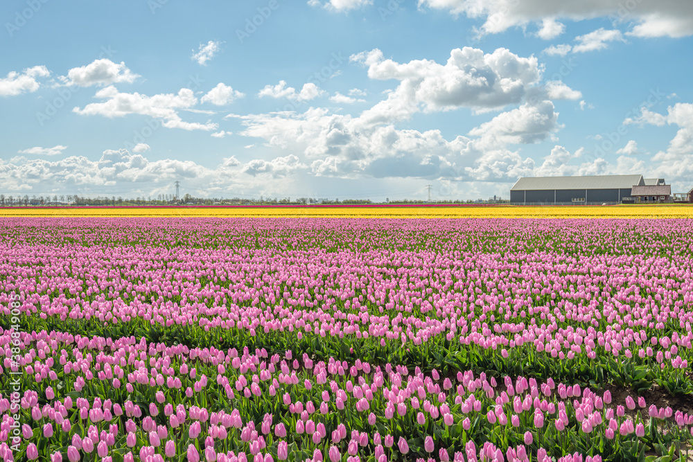 Large field with pink flowering tulips at a specialized Dutch flower bulb nursery on the South Holland island of Goeree-Overflakkee. The photo was taken in the spring season.