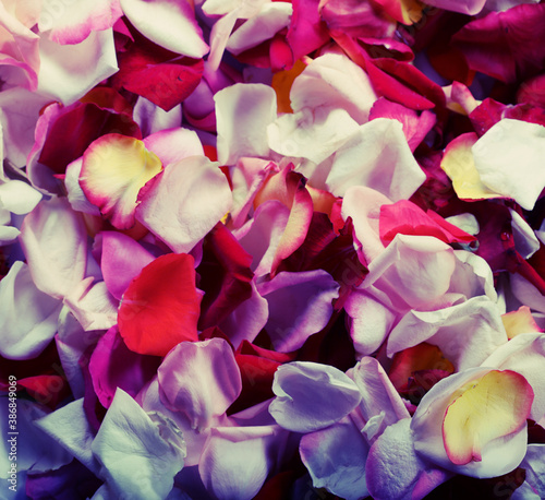 colorful rose petals background