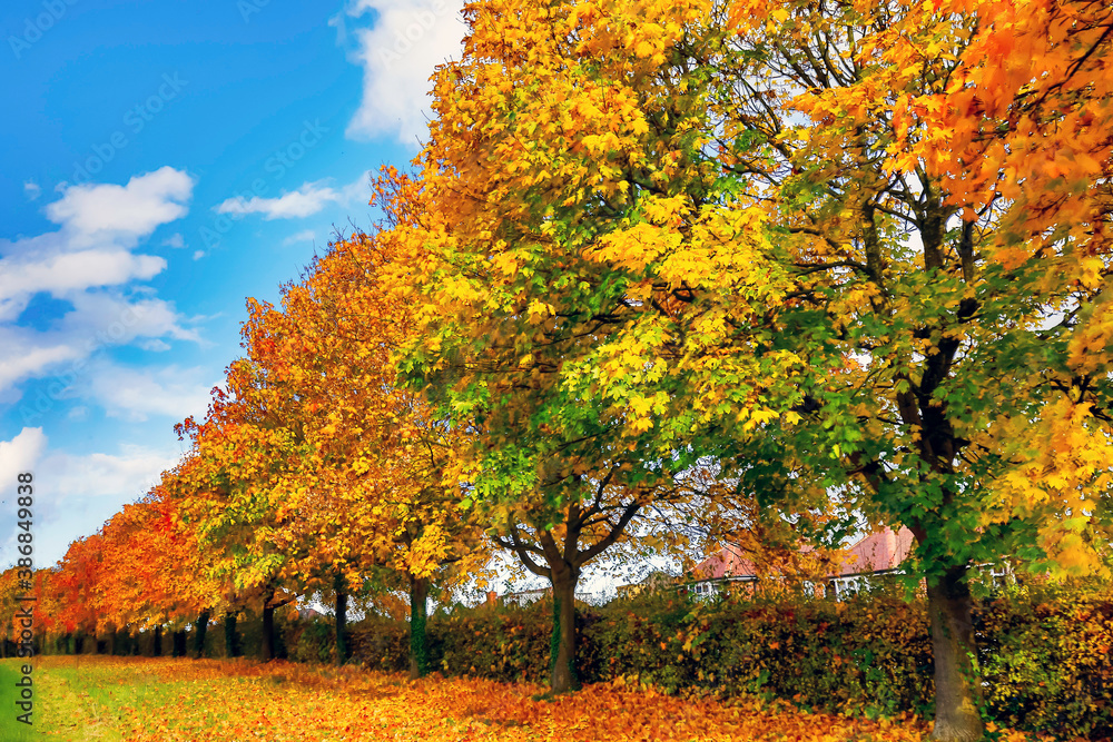 autumn landscape with trees autumn landscape with trees