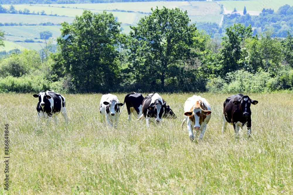 flock of holstein cow in pasture flock of holstein cow in pasture