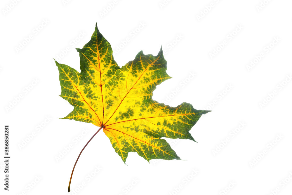 maple, yellow-green maple leaf on a white background, blank for further creativity maple, yellow-green maple leaf on a white background, blank for further creativity