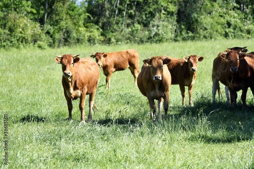 limousin cows in pasture