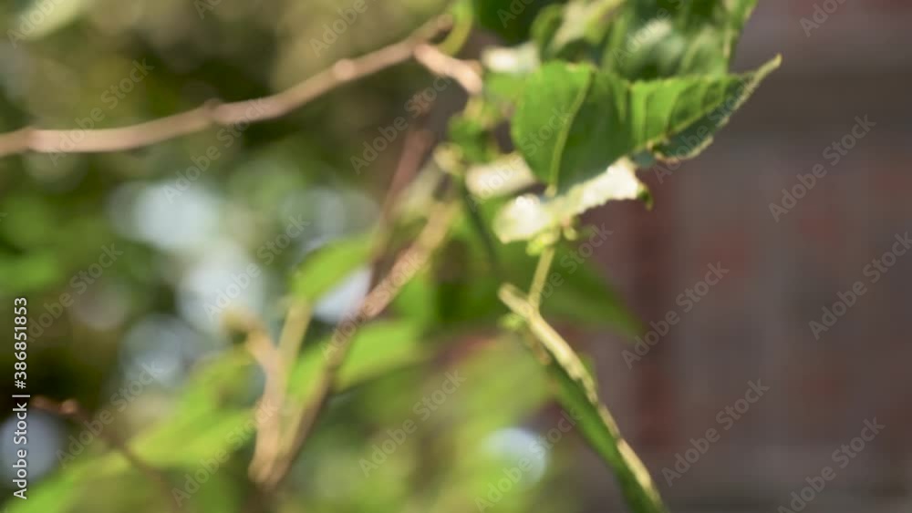 Blackberry tree leaves moving with the wind in a backyard Blackberry tree leaves moving with the wind in a backyard