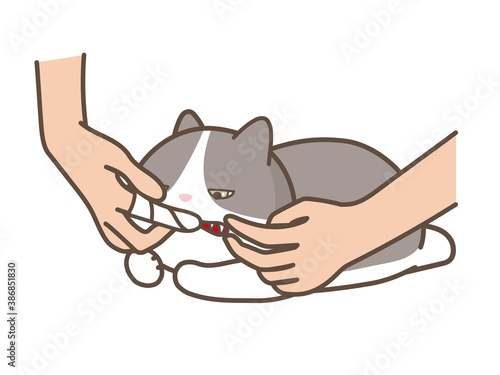 指にガーゼを巻き付けて猫の歯を掃除する