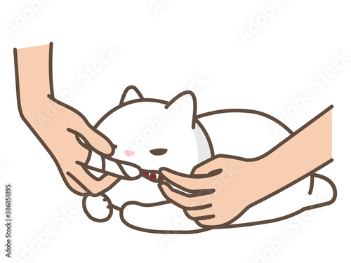 指にガーゼを巻き付けて猫の歯を掃除する
