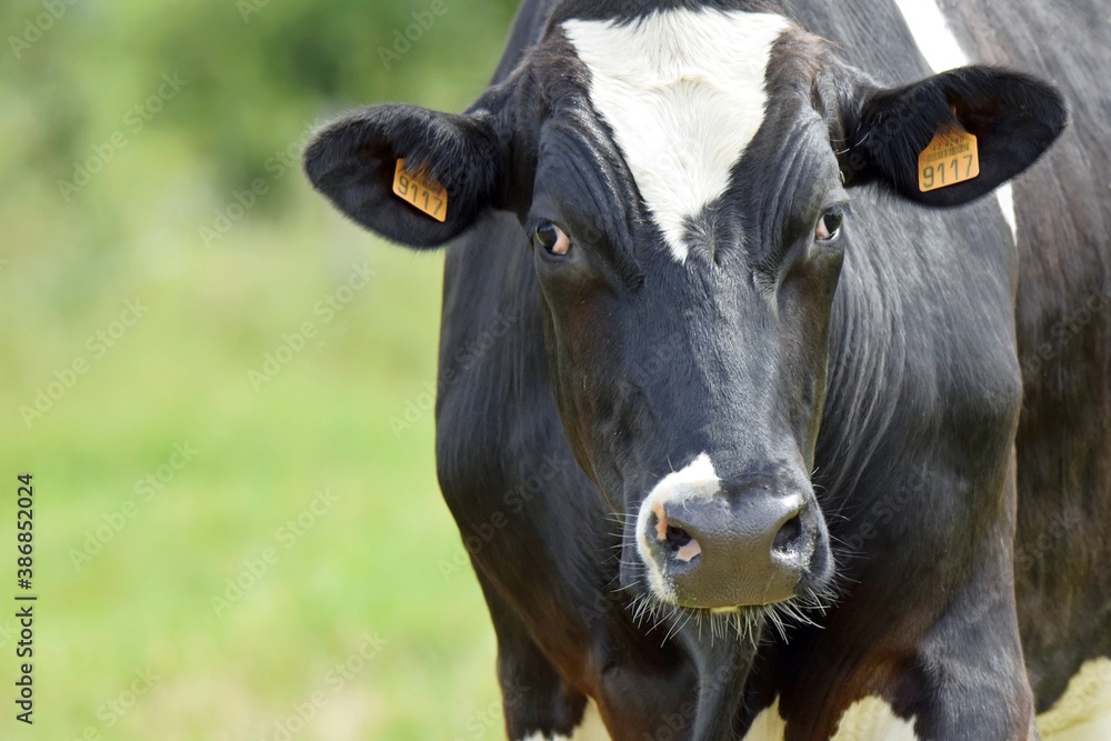 portrait of holstein cow